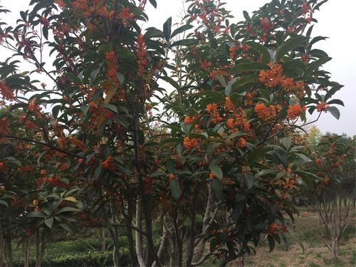 桂花树在院子里