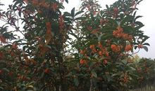 院子里的桂花树