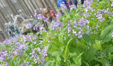 在花开花落中成长