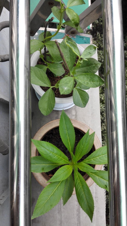 凤仙花的四本观察日记