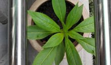 凤仙花观察日记四则