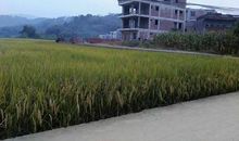 美丽的丰收年景