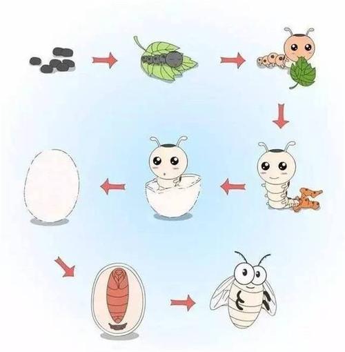 春季蚕观察日记