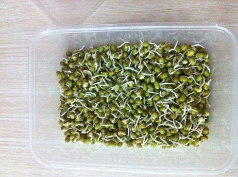 生豆芽观察日记
