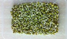 生豆芽观察日记