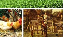 我的绿色生态梦想