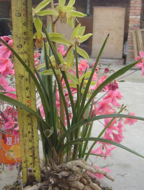 兰花