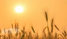 那株金色的希望