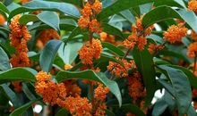 我的植物朋友桂花