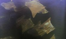 追寻自然的足迹