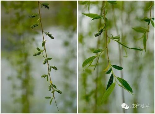 我是一棵幸福的柳树
