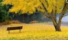 家乡美丽的秋天