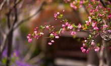 一句话，便是春天