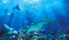 奇妙的海底世界