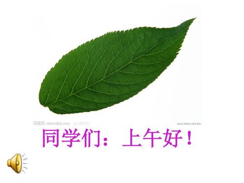最美丽的叶子
