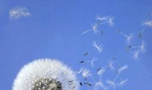 飞翔的蒲公英