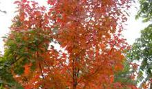 秋一个未知的季节