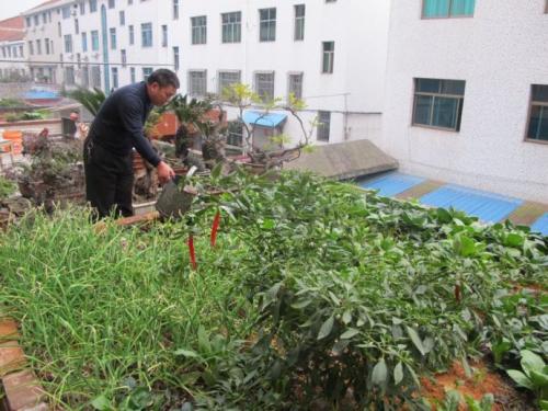 我的菜园