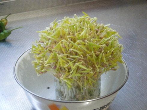 观察豆芽的生长