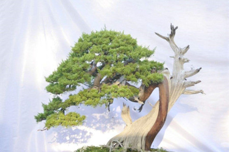 我爱松树