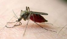 假如世界上没有了蚊子