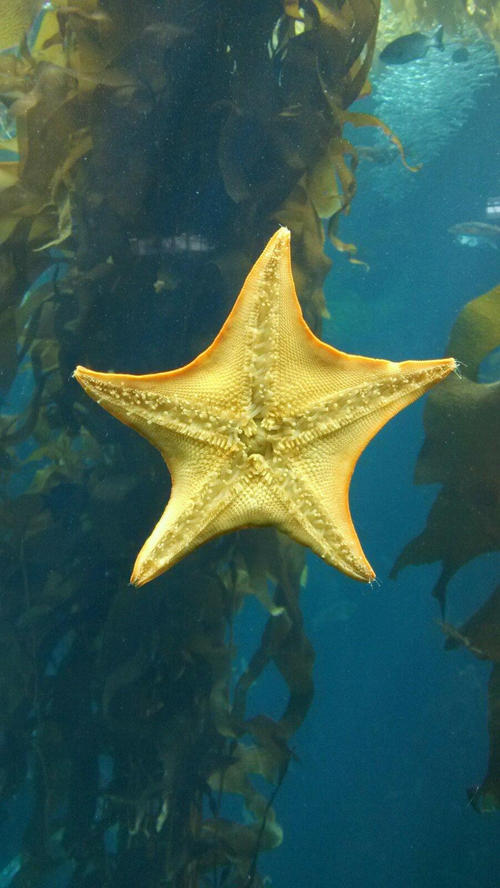 海底拜访朋友