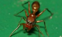 蚂蚁的特殊本领