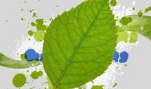 一片树叶的旅程