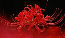 悲与欢拂过的痕