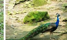 我给孔雀辩雌雄