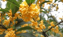 有桂花相伴的日子