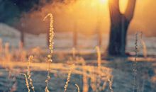 有理想才有真正的美丽