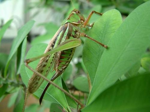 抓蚱hopper