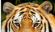 我变成了一只老虎