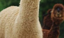 世界上最后一只动物