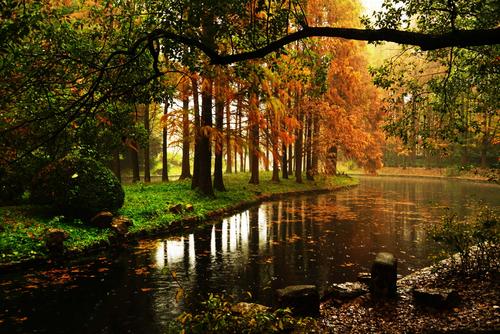 森林是如此美丽
