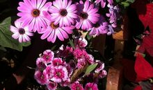 花开绽放的季节