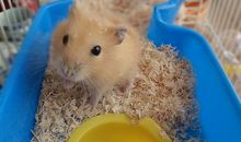 厉害了我的仓鼠