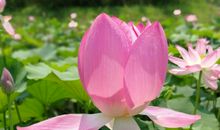 假如我是一朵荷花