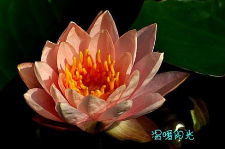 难忘的阳光