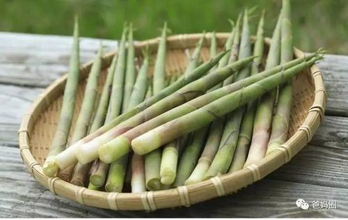 采笋