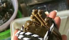 美味的阳澄湖大闸蟹