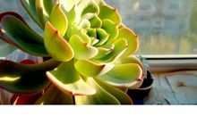 我愿做一缕阳光