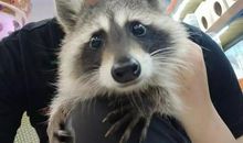 童年·家中·钓仓鼠