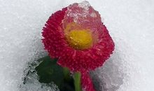 生命因绽放而精彩