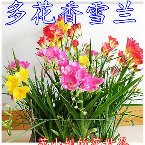 我的香水兰花
