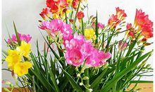 我的香水兰植物