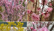 因为有你人生才变得芬芳