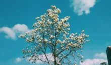 一棵会开花的树