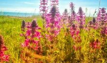 绽放在记忆里的那朵花